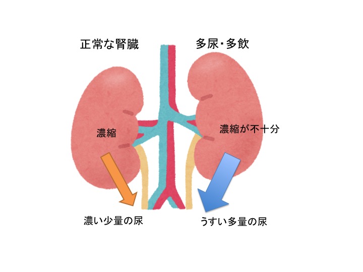 多尿と多飲は病気のサイン 晴れたひ動物病院